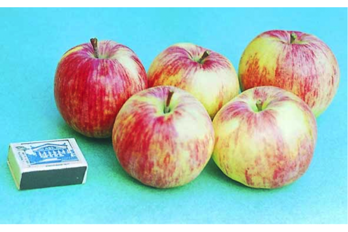 Фото яблони сорт бельфлер китайка описание фото