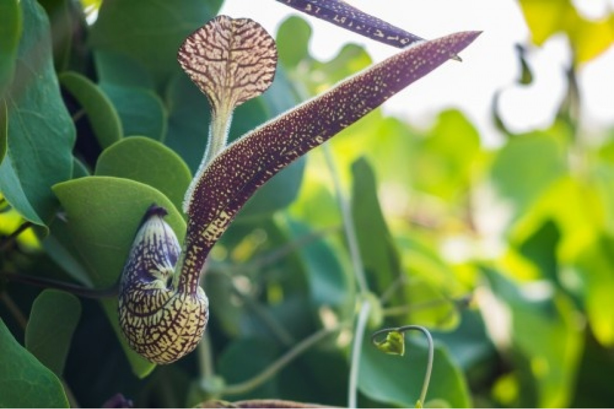 Кирказон маньчжурский (Aristolochia manshuriensis)